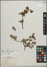 Foto von Salix arctica Pall. x Salix pedicellaris Pursh